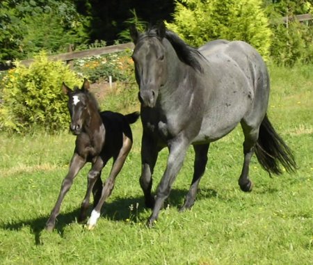 Фото кобылы с жеребенком крапчатой масти