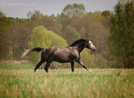 Фото лошади темно-серой масти