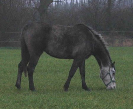 Темно-серая масть лошадей: фото, описание