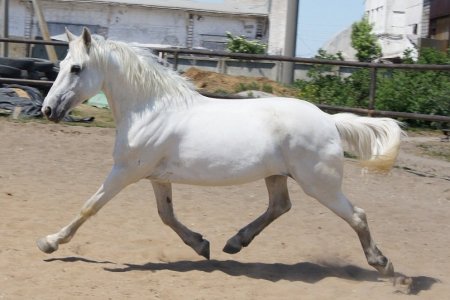 Светло-серая масть лошадей: фото, видео, описание