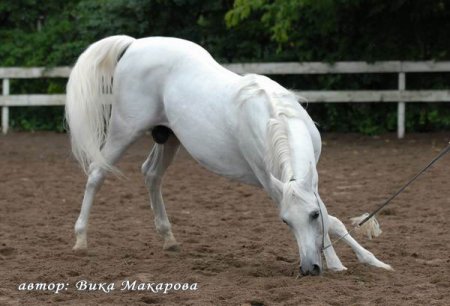 Фото лошади светло-серой масти