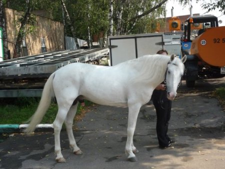 Фото лошади светло-серой масти