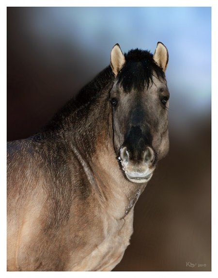 Фото лошади мышастой масти