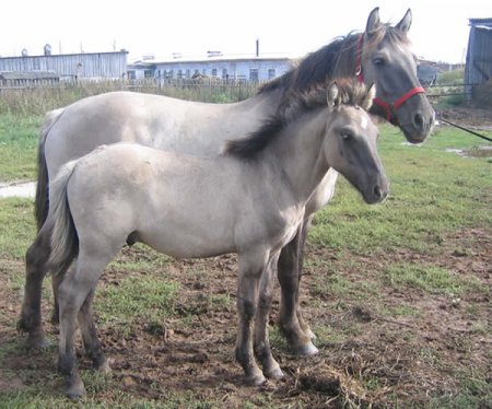 Фото кобылы с жеребенком светло-мышастой масти
