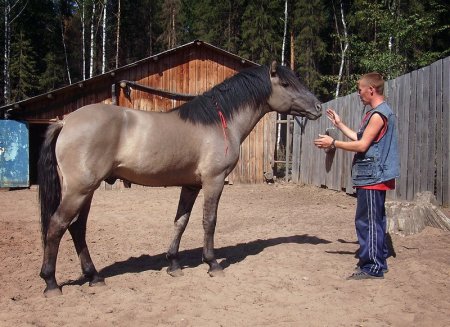 Мышастая масть лошадей: фото, описание