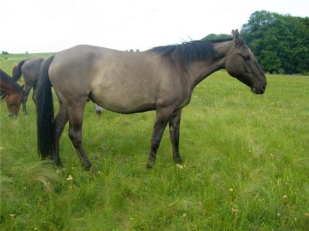 Фото лошади мышастой масти