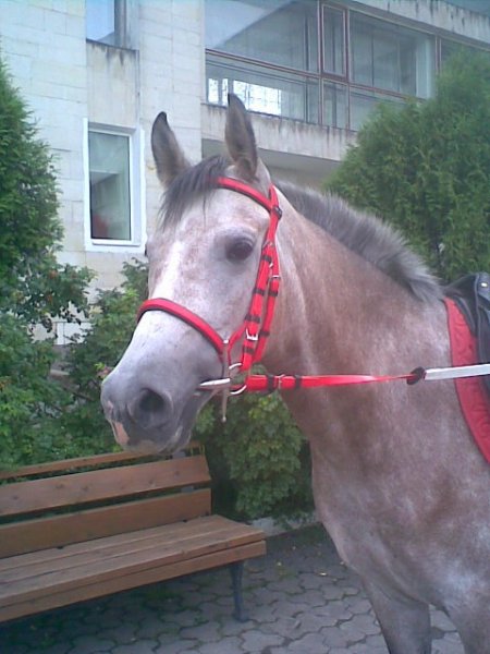 Фото лошади красно-серой масти