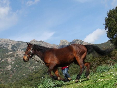 Фото лошади породы сан фрателло гнедой масти