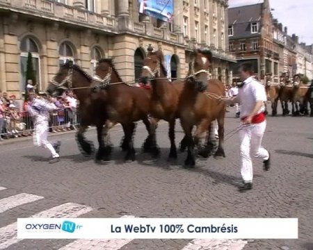 Фото выставки лошадей  породы трейт ду норд гнедой масти