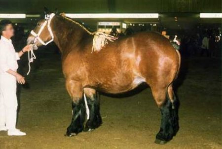 Фото лошади породы трейт ду норд гнедой масти