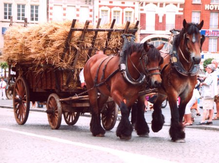 Фото двух лошадей породы трейт ду норд гнедой и гнедо-чалой масти