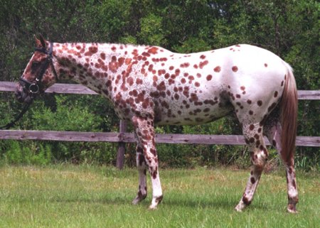 Лошади породы колорадо рейнджер: фото. описание, история происхождения
