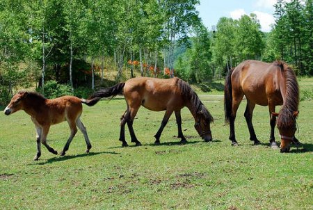 Фото лошадей породы кисо гнедой масти