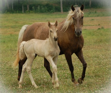 Фото лошадей скалистых гор