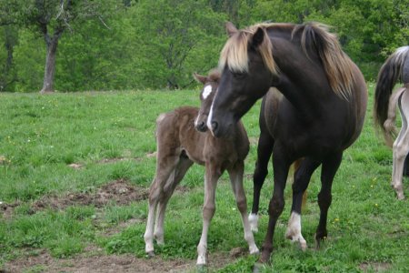 Фото лошадей скалистых гор