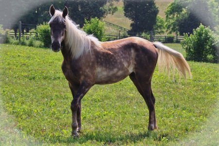 Лошадь Скалистых гор (Rocky Mountain Horse): фото, описание, история происхождения