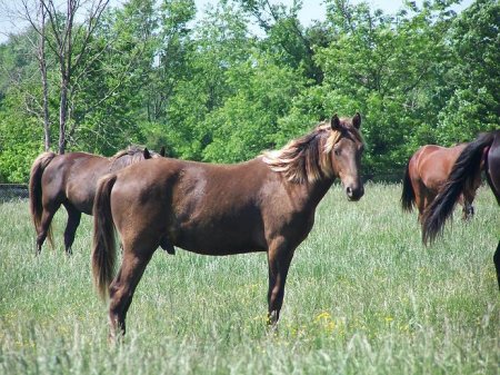 Фото лошадей скалистых гор