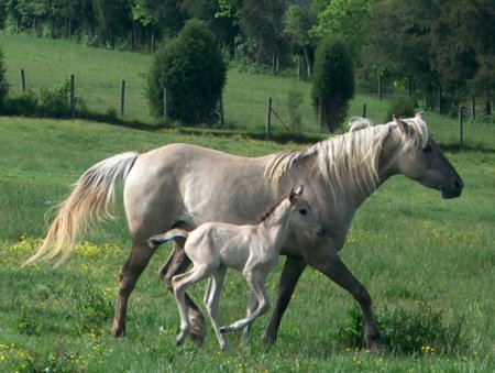 Фото лошадей скалистых гор соловой масти