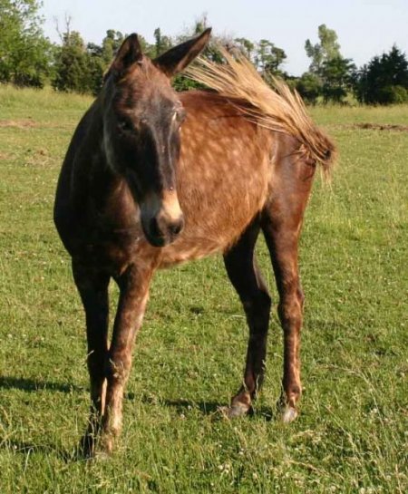 Фото пойтевенского мула красно-серой масти