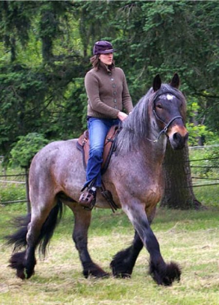 Фото лошади породы пойтеве гнедо-чалой масти