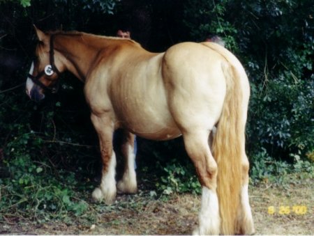 Фото лошади породы пойтеве соловой масти