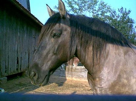 Фото лошади породы пойтеве мышастой масти