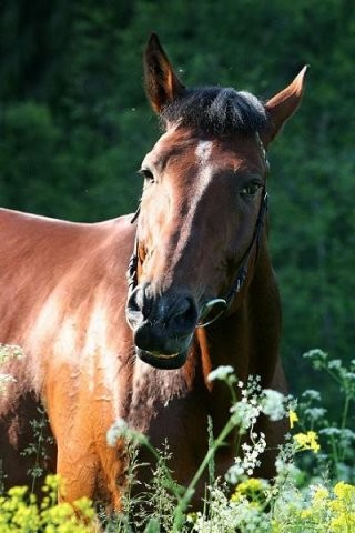 Французская рысистая порода лошадей: фото, видео, описание, история происхождения