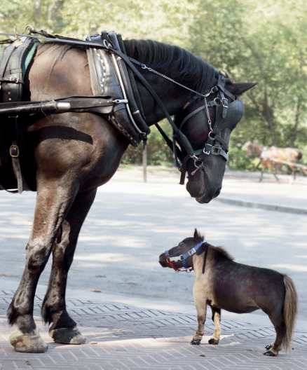 Самая маленькая лошадь в мире - фалабелла