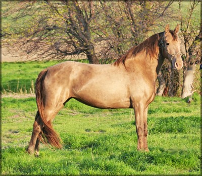 Соболиная масть лошадей: фото, описание