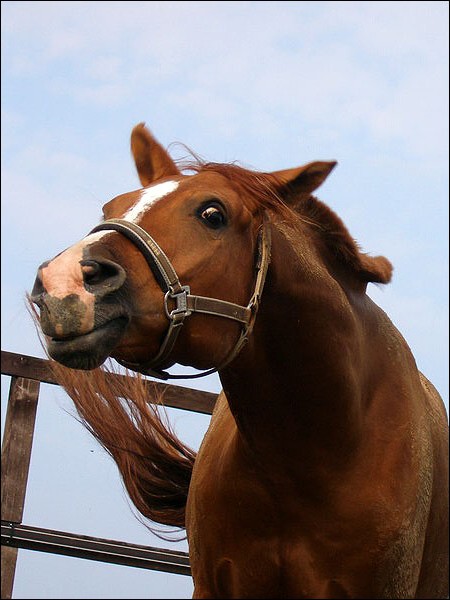 Донская порода лошадей: фото, описание, история происхождения