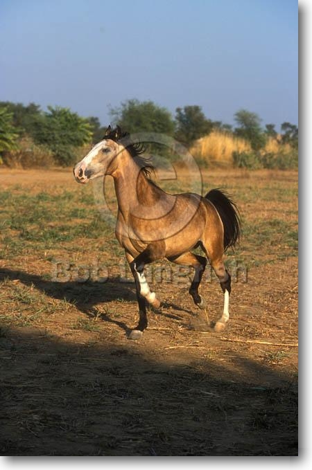 Индийская полукровная порода лошадей: фото, описание, история породы