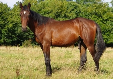 Фото французского рысака гнедой масти