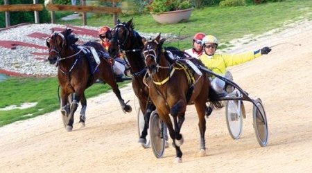 Фото французских рысаков