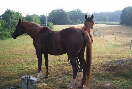 Фото французских рысаков