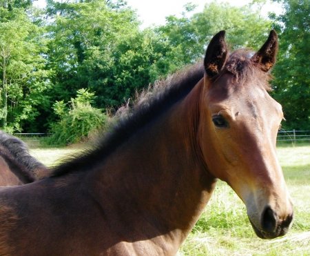 Фото жеребенка французской рысистой породы гнедой масти