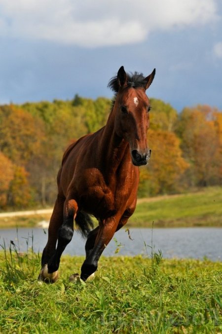 Фото французского рысака гнедой масти