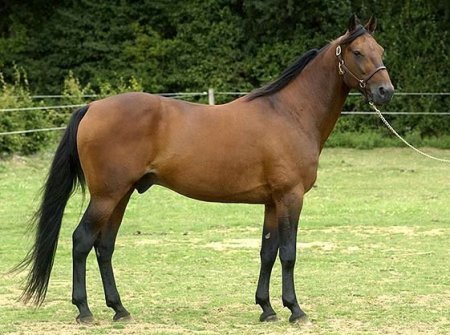 Фото французского рысака гнедой масти