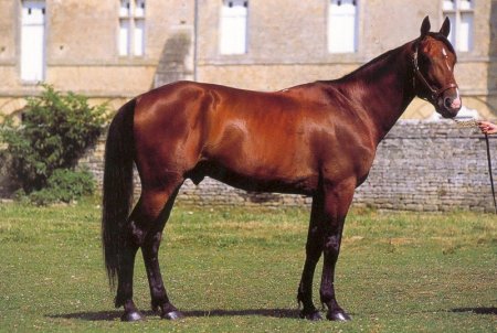 Фото французского рысака гнедой масти