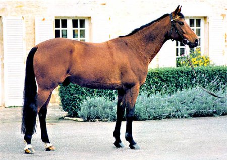 Фото французского рысака гнедой масти
