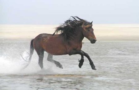 Лошади породы Сэйбл айленд: фото, описание, история происхождения