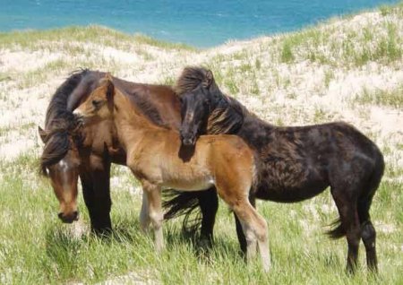 Фото лошадей породы Сэйбл айленд