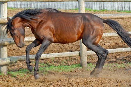 Фото лошади каспийской породы гнедой масти