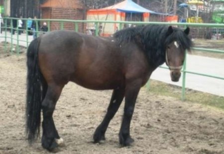 Фото лошади кузнецкой породы гнедой масти