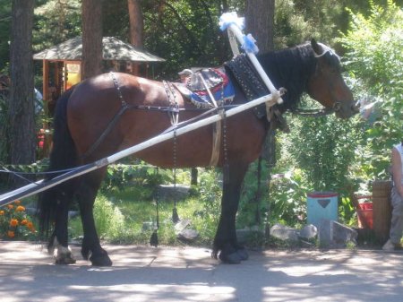 Фото лошади кузнецкой породы гнедой масти