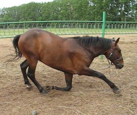 Фото лошади кузнецкой породы гнедой масти