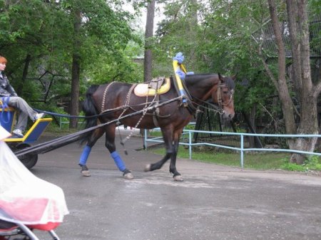 Фото лошади кузнецкой породы гнедой масти