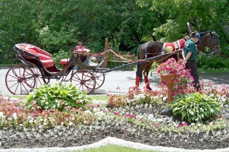 Фото лошади кузнецкой породы гнедой масти