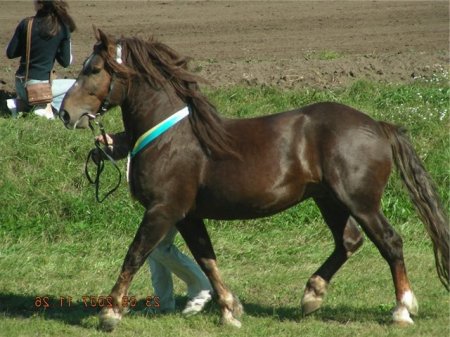 Фото новоалександровского тяжеловоза бурой масти