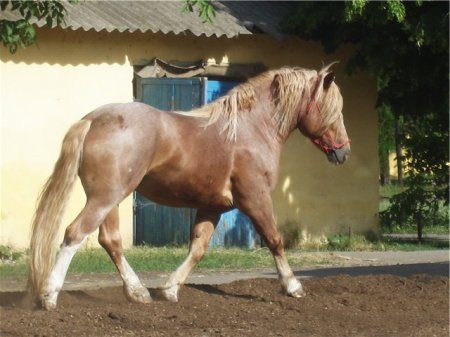 Новоалександровская тяжеловозная порода лошадей: фото, описание, история происхождения