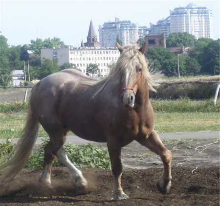 Фото новоалександровского тяжеловоза рыже-чалой масти